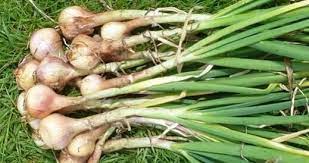 فروش سبزی موسیر کوهی + قیمت خرید به صرفه